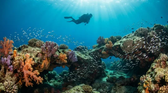 Plongeur explorant un récif corallien coloré dans les eaux cristallines de la Méditerranée tunisienne